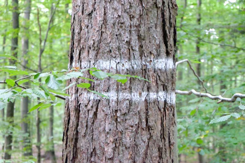 Waagerechte Striche auf den Bäumen markieren die Rückegasse